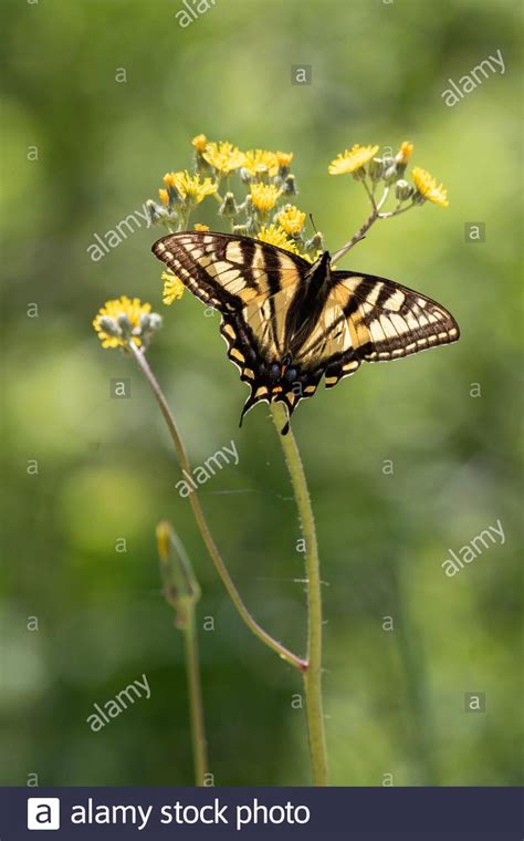 Eastern Tiger Swallowtail Butterfly On A Wildflower With Green