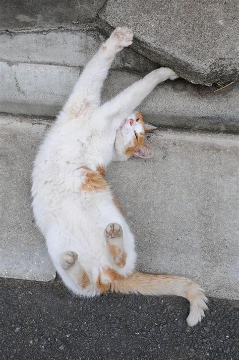 Cats Teach Us How To Stretch Aylesham Cattery