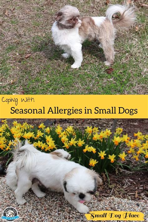 Coping With Seasonal Allergies In Small Dogs In 2021 Seasonal