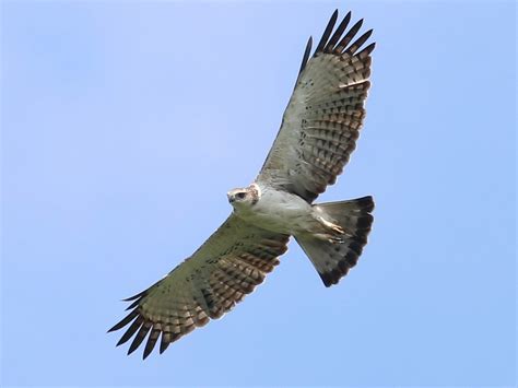 Changeable Hawk-Eagle (Changeable) - eBird