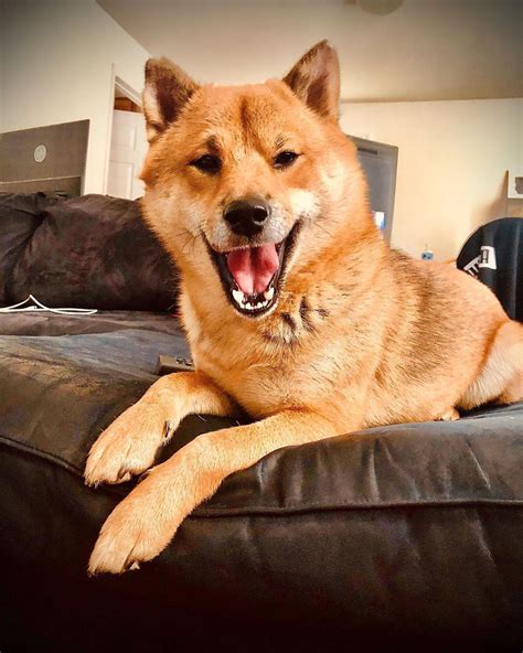 350 Shiba Inu Names With Meanings Awesome And Adorable Ideas For Your