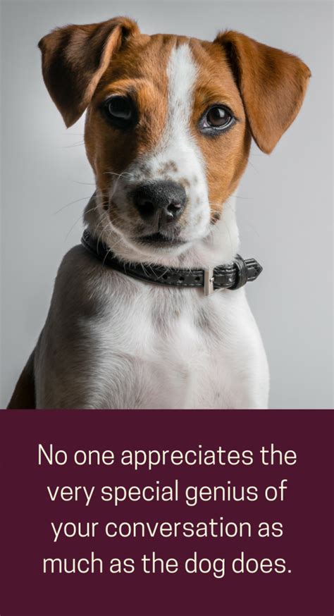 New Concept 29 Pictures Of Dogs With Cute Sayings