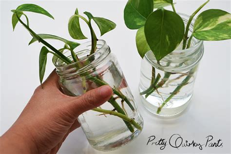 We did not find results for: Pretty Quirky Pants | DIY: Propagating Pothos Plant (Money Plant)