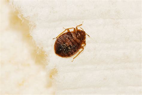 Are Bed Bugs Dangerous Terminix