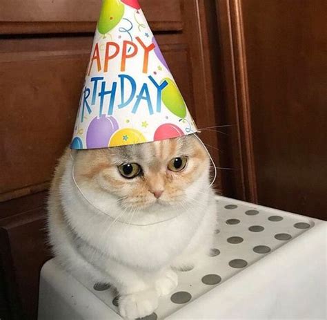 Hbd Cat Cute Cat Memes Cat Birthday Funny Happy Birthday Meme