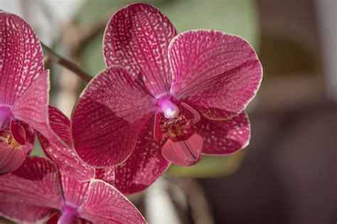 Top 10 Most Beautiful Orchids In The World The Mysterious World