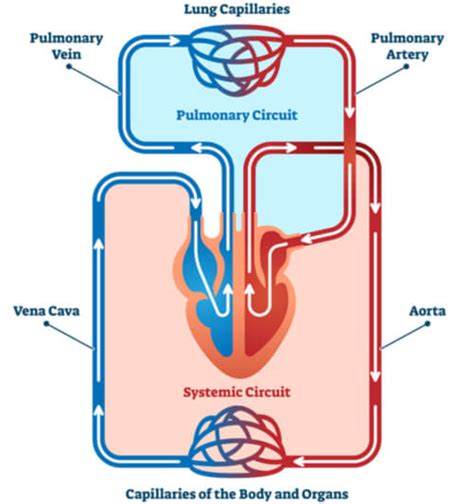 The femoral artery is a major systemic artery found in the leg and thigh. Pulmonary Vein - The Definitive Guide | Biology Dictionary