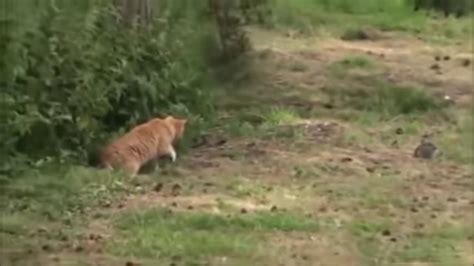 Cat Amazing Hunting Skills Amazing Cat Hunter Top Cat Hunting Youtube