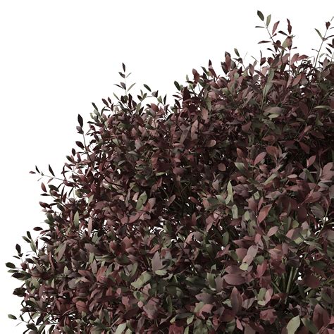 Set Of Pittosporum Purpureum Shrubs Kohuhu Shrub On Behance