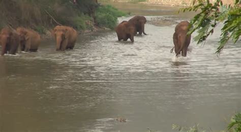 Incredible Moment Elephants Run To Find A Missing Member Of Their Herd