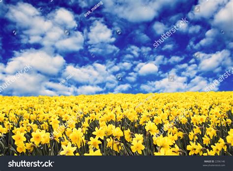 A Field Of Yellow Daffodils Under The Clouds Stock Photo 2296146