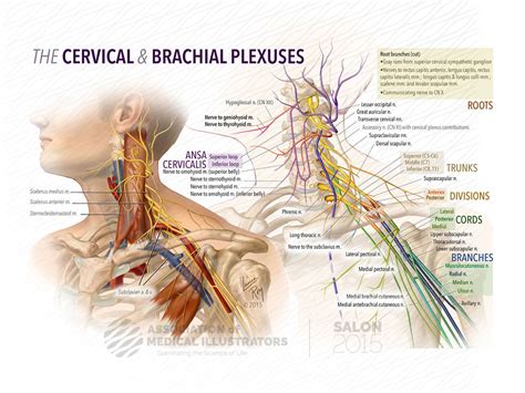 The Cervical And Brachial Plexuses AMI Cleveland 2015