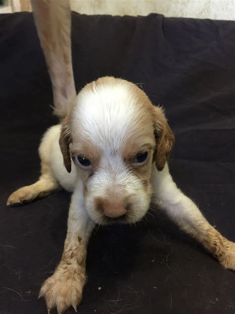 English Setters Puppies For Sale Kelley Ridge Kennels