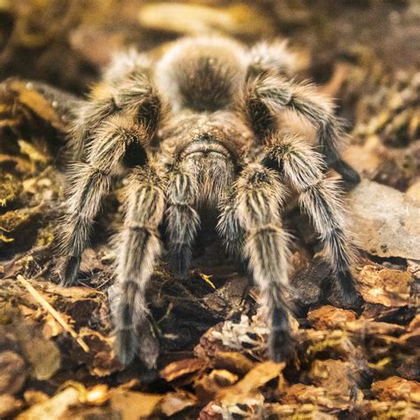 Tarantula Free Stock Photo Public Domain Pictures