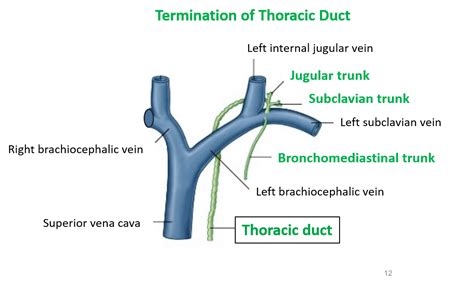 Thoracic Duct Anatomy Qa