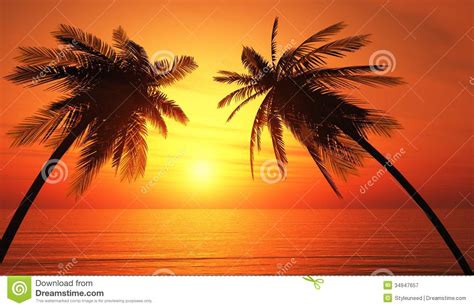 Tropical Beach Sunset Palm Tree Silhouette