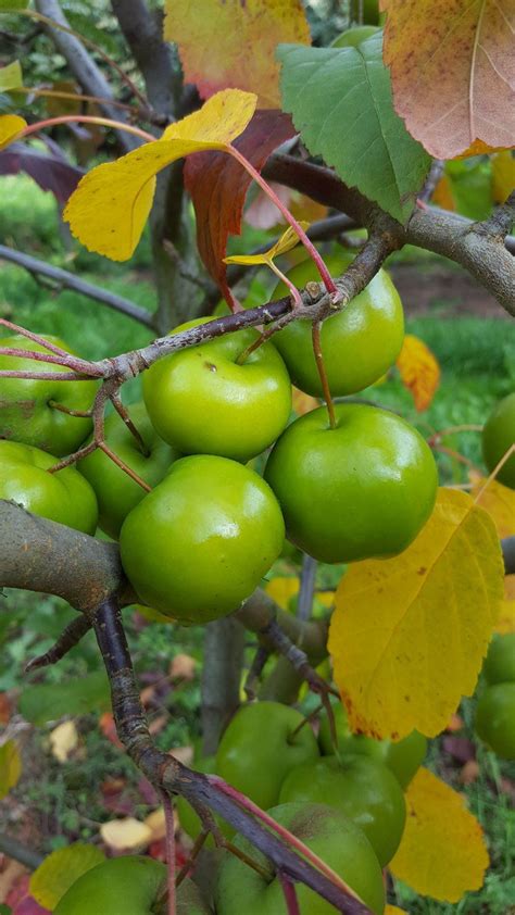 Photo Of The Fruit Of Crabapple Malus Coronaria Elk River Posted By