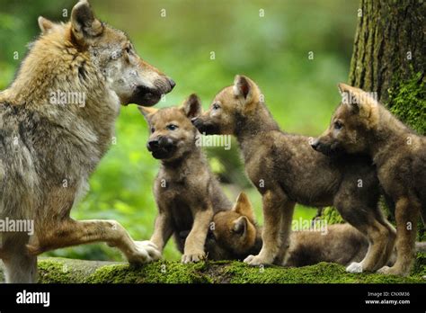 European Gray Wolf Canis Lupus Lupus She Wolf And Wolf Cubs Germany