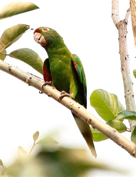 Crimson Fronted Parakeet Psittacara Finschi Exotic Birds