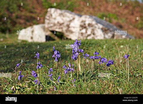 Penmaen Burrows Burial Chamber Gower Wales Stock Photo Alamy