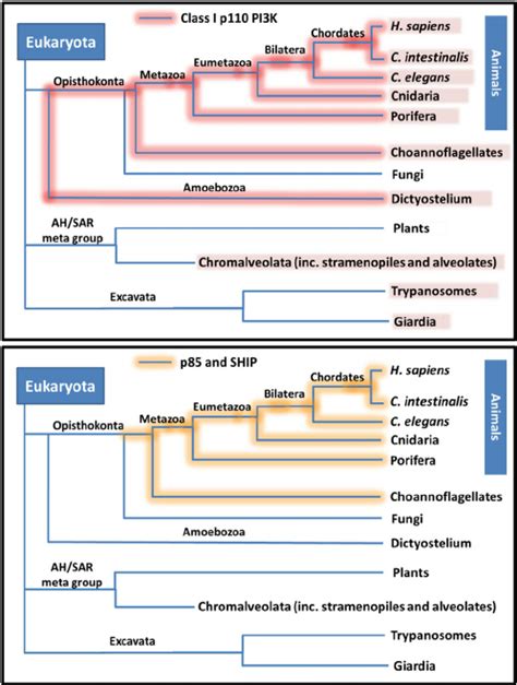 Eukaryotic Phylogenetic Tree And The Pi3k System A Simpli Fi Ed