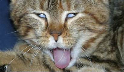 Funny Cat Tongue Desktop Wallpapers Backgrounds Kittens