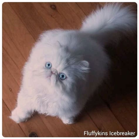 Fluffykins Icebreaker Blue Eyed White Persian Kitten Persian