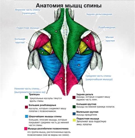 Функции мышц спины человека Анатомия мышц спины Поверхностный слой