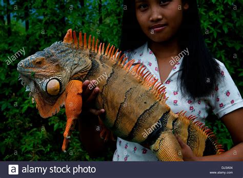 Balinese girl holding a colorful iguana, Bali, Indonesia Stock Photo ...