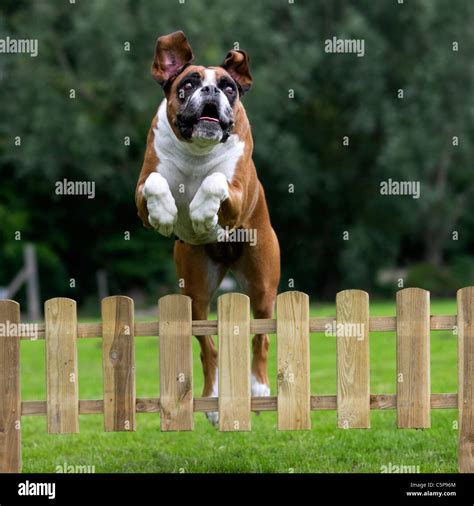 Can A Boxer Jump A 4 Foot Fence