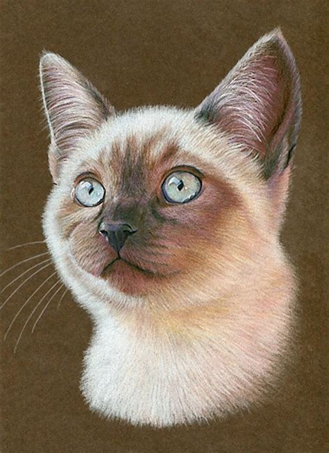How To Draw A Cat Karen Hull Color Pencils On Toned Paper Siamese