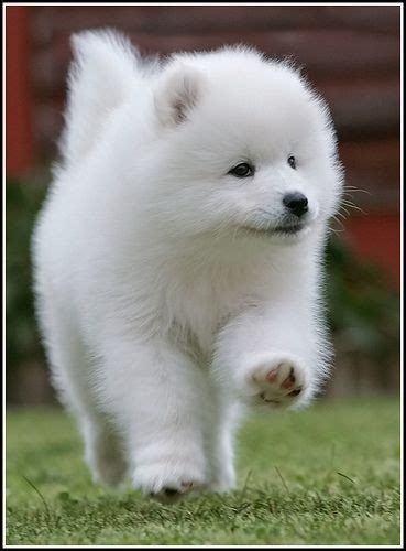 Samoyed Puppy Photos All Puppies Pictures And Wallpapers Animals And