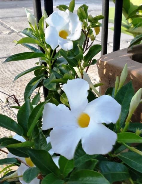 White Mandevilla I Planted Roots In Mexico Manzanillo Sun