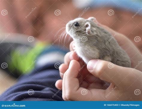Kid Holding A Cute Grey Hamster Children And Pets Stock Image Image