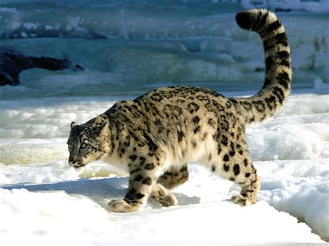 Snow Leopard A Highly Secretive Cat Tigers And Other