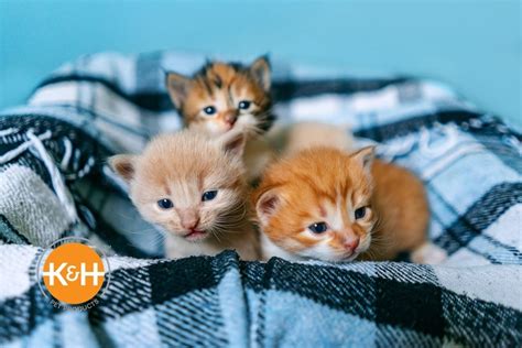 Newborn Kitten Care Week By Week — Kandh Pet Products
