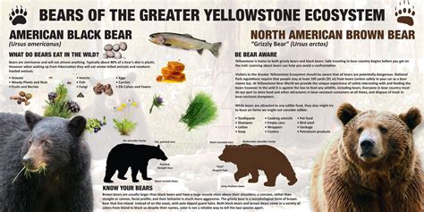 Black Bear Facts And Pictures Peepsburghcom