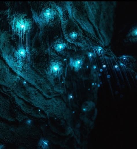 Waitomo Glowworm Cavesワイトモグロウワーム洞窟 ツチボタルが光る幻想的な洞窟 ゴルフバカの気まぐれブログ