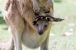 Kangaroo With Baby In Pouch