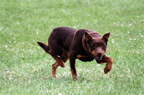 Fast and free shipping free returns cash on delivery available on eligible purchase. Australian Kelpie coloring, Download Australian Kelpie ...