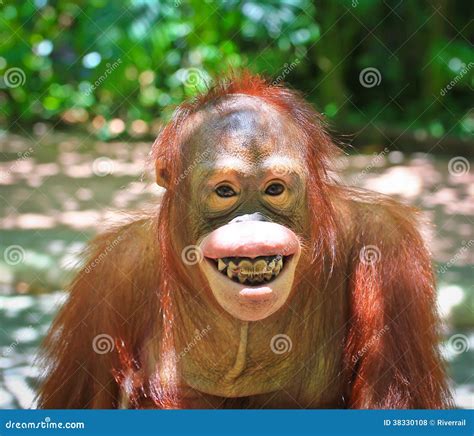 Smile Monkey Stock Photo Image Of Puppy Primate Pretty 38330108