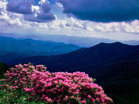 Catawba Rhododendron In Bloom Yellow Face Overlook Blue Ridge
