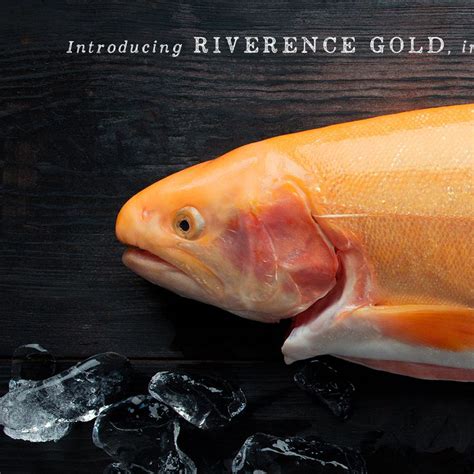 Very mild (max 10°c on thu afternoon, min 5°c on wed morning). Riverence Golden Rainbow Trout | Seafood wholesale, Fish ...