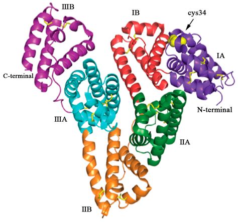 Polymers | Free Full-Text | Human Serum Albumin Based Nanodrug Delivery
