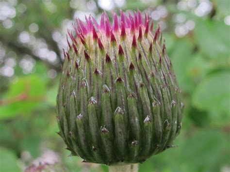 Melancholy Thistle Andrew Lapworth Photography