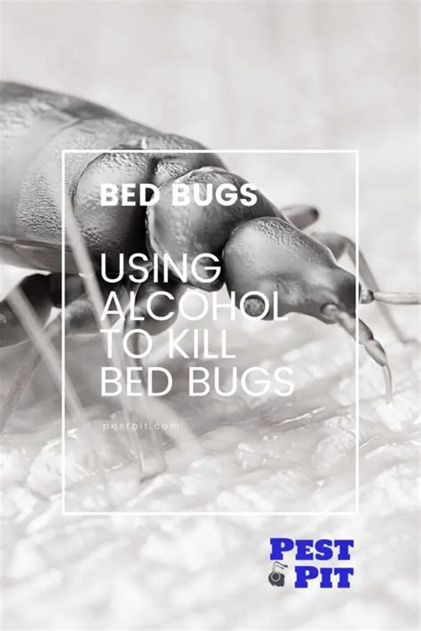 Using Alcohol To Kill Bed Bugs Our Pest Control Guide Pest Pit