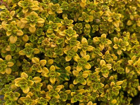 Thyme Archers Gold 9cm Merryhatton Garden Centre