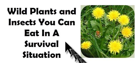 Wild Plants And Insects You Can Eat In A Survival Situation