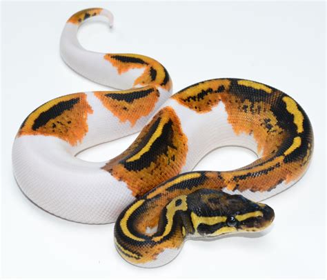 These little teeth help the python grip and when possible, embora pets uses affiliate links (at no additional cost to you) to earn a commission. Pin on Snake