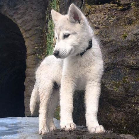 Or even a husky cross german shepherd. Only had him 2 weeks and he already looks so different # ...